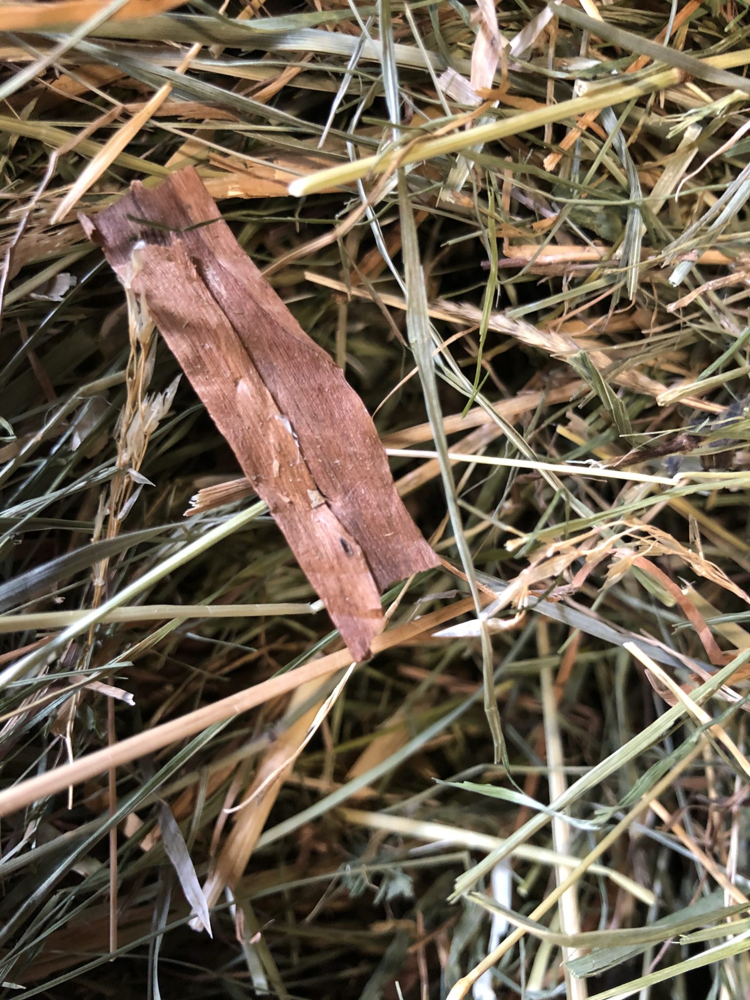 Bildmaterial von Herbstzeitlose im Heu Freiberger 2.0