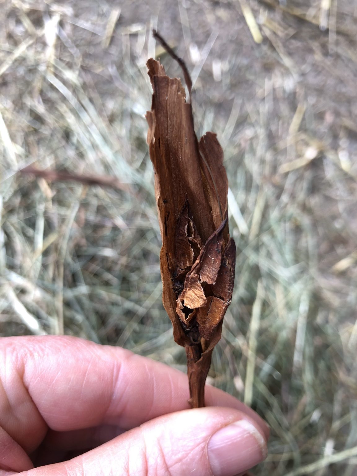 Bildmaterial von Herbstzeitlose im Heu Freiberger 2.0
