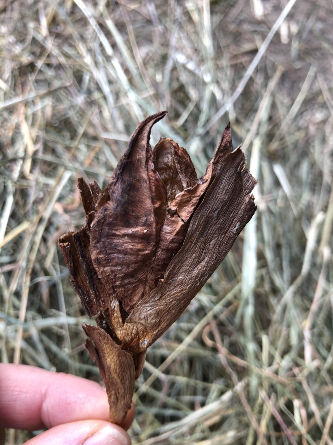 Bildmaterial von Herbstzeitlose im Heu Freiberger 2.0